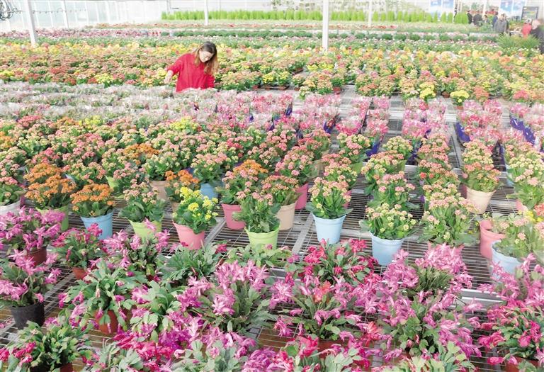 臨夏縣20多萬株水仙花、杜鵑、蝴蝶蘭等60多種花卉競相綻放