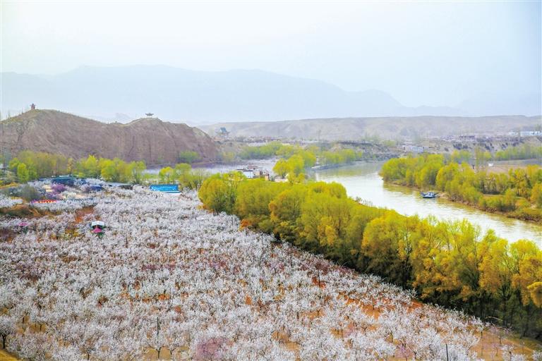 甘肅旅游丨唐汪杏花開 楚楚等君來 在這里賞花看丹霞，美哉！