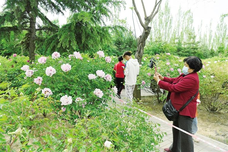 臨夏市北濱河路60里牡丹長(zhǎng)廊里不同品種、顏色各異的牡丹花爭(zhēng)奇斗艷