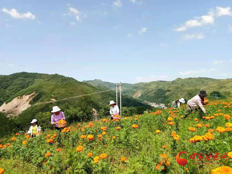 【小康圓夢(mèng)·看甘肅】西和：萬(wàn)壽菊迎豐收 花農(nóng)采摘笑開顏