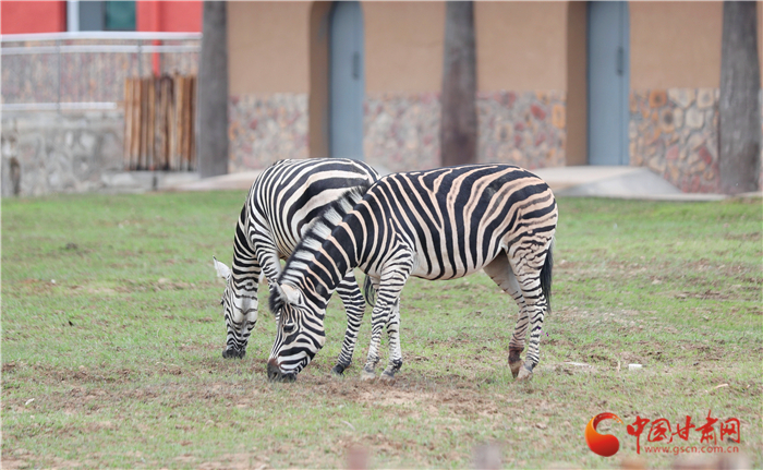 試開(kāi)園以來(lái)蘭州野生動(dòng)物園已接待游客達(dá)15萬(wàn)人次