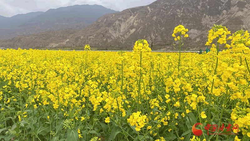 隴南武都：萬(wàn)畝油菜花競(jìng)相開(kāi)放