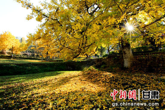 隴南徽縣銀杏樹最美的時(shí)候，當(dāng)屬每年的10月至11月。圖為樹葉已染黃的銀杏樹。張承榮 攝