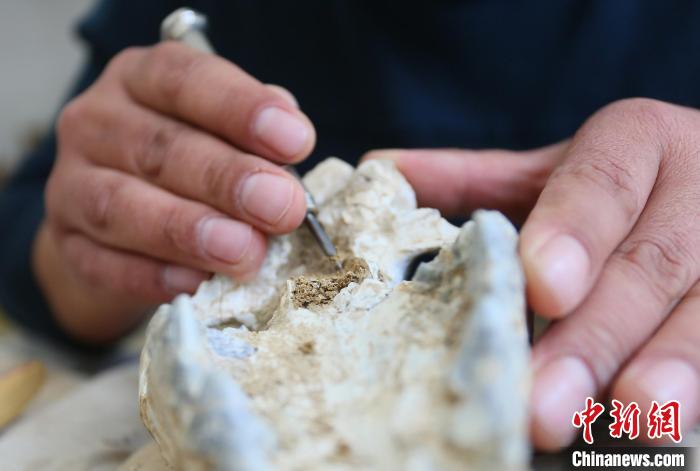 2022年6月，在和政古動物化石博物館內(nèi)，古生物化石修復(fù)師對化石進(jìn)行修復(fù)。(資料圖) 高展 攝