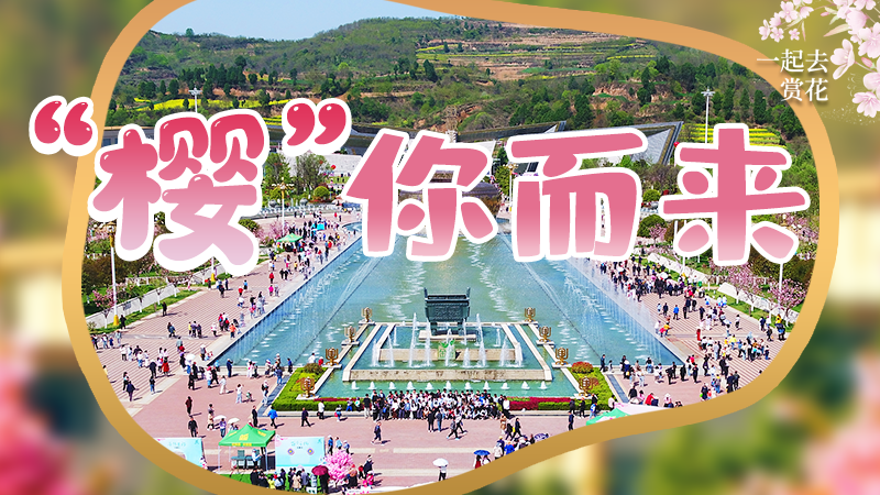 海報|春色爛漫，一組海報“云賞”櫻花盛開