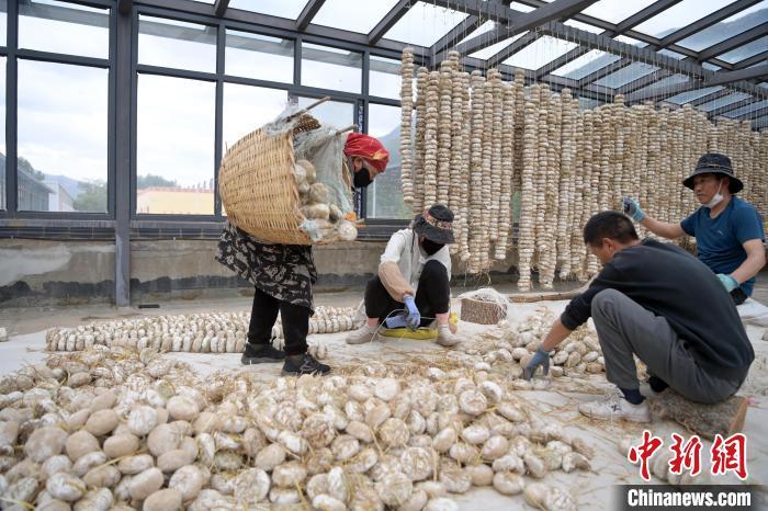 5月10日，甘肅省甘南藏族自治州迭部縣一青稞酒廠，工作人員用青稞面和青稞草等制成的曲坯用繩子串起來，方便掛起來曬干。九美旦增　攝