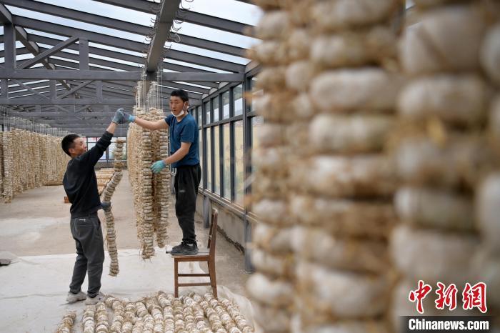 圖為5月10日，工作人員將用青稞面和青稞草等制成的曲坯用繩子串起來晾曬。九美旦增　攝