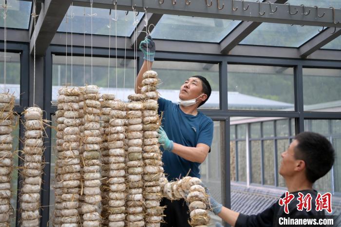圖為5月10日，工作人員將用青稞面和青稞草等制成的曲坯用繩子串起來晾曬。九美旦增　攝