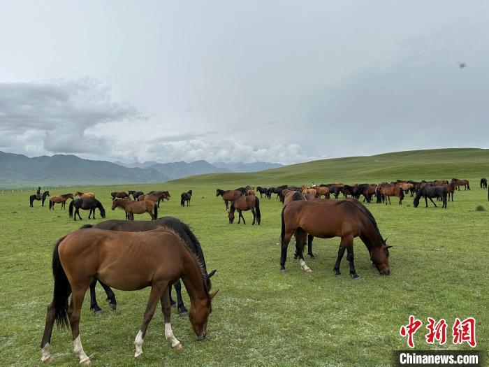 7月中旬，在山丹馬場草原上吃草的“山丹馬”。　戴文昌 攝